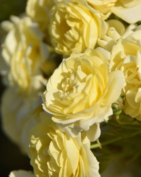 Golden Border Ґо́лден Бо́рдер Havobog, Comtesse Du Barry ОСІНЬ 2026 65345687 фото