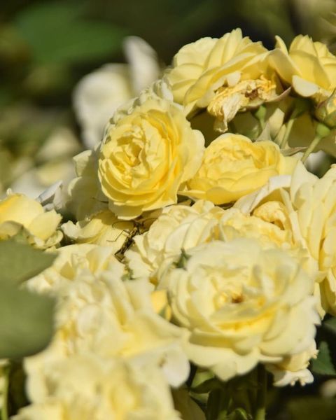 Golden Border Ґо́лден Бо́рдер Havobog, Comtesse Du Barry ОСІНЬ 2026 65345687 фото