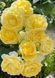 Golden Border Ґо́лден Бо́рдер Havobog, Comtesse Du Barry ОСІНЬ 2026 65345687 фото 26