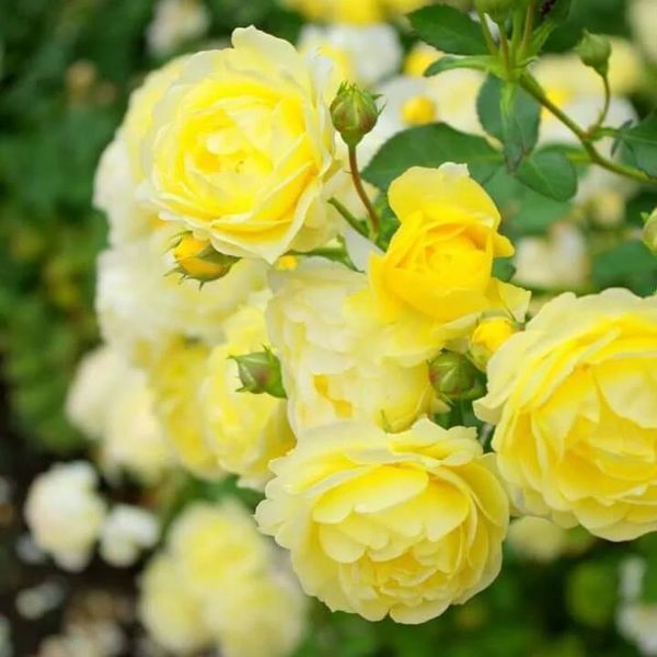 Golden Border Ґо́лден Бо́рдер Havobog, Comtesse Du Barry ОСІНЬ 2026 65345687 фото