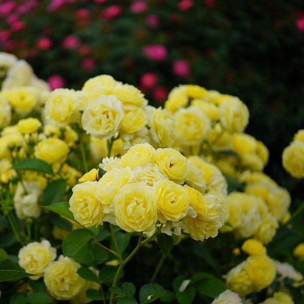 Golden Border Ґо́лден Бо́рдер Havobog, Comtesse Du Barry ОСІНЬ 2026 65345687 фото