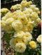 Golden Border Ґо́лден Бо́рдер Havobog, Comtesse Du Barry ОСІНЬ 2026 65345687 фото 3