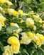 Golden Border Ґо́лден Бо́рдер Havobog, Comtesse Du Barry ОСІНЬ 2026 65345687 фото 22