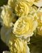 Golden Border Ґо́лден Бо́рдер Havobog, Comtesse Du Barry ОСІНЬ 2026 65345687 фото 9