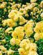 Golden Border Ґо́лден Бо́рдер Havobog, Comtesse Du Barry ОСІНЬ 2026 65345687 фото 29