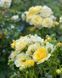 Golden Border Ґо́лден Бо́рдер Havobog, Comtesse Du Barry ОСІНЬ 2026 65345687 фото 14