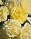 Golden Border Ґо́лден Бо́рдер Havobog, Comtesse Du Barry ОСІНЬ 2026 65345687 фото 17