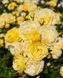 Golden Border Ґо́лден Бо́рдер Havobog, Comtesse Du Barry ОСІНЬ 2026 65345687 фото 1