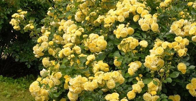 Golden Border Ґо́лден Бо́рдер Havobog, Comtesse Du Barry ОСІНЬ 2026 65345687 фото