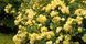 Golden Border Ґо́лден Бо́рдер Havobog, Comtesse Du Barry ОСІНЬ 2026 65345687 фото 2