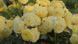 Golden Border Ґо́лден Бо́рдер Havobog, Comtesse Du Barry ОСІНЬ 2026 65345687 фото 30