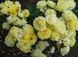 Golden Border Ґо́лден Бо́рдер Havobog, Comtesse Du Barry ОСІНЬ 2026 65345687 фото 28