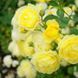 Golden Border Ґо́лден Бо́рдер Havobog, Comtesse Du Barry ОСІНЬ 2026 65345687 фото 27