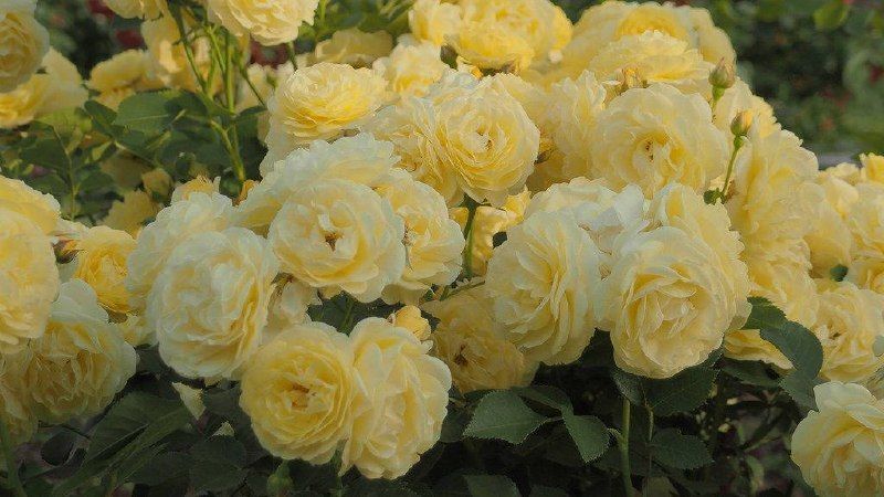 Golden Border Ґо́лден Бо́рдер Havobog, Comtesse Du Barry ОСІНЬ 2026 65345687 фото