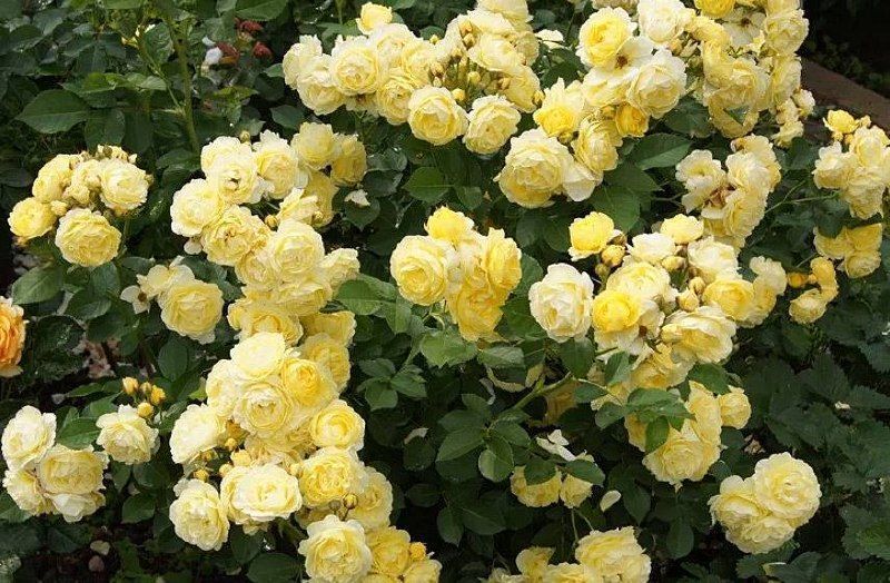 Golden Border Ґо́лден Бо́рдер Havobog, Comtesse Du Barry ОСІНЬ 2026 65345687 фото